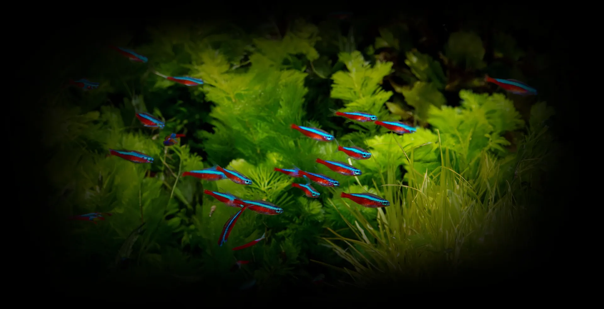 Imagem de fundo de Tetra Neon - Poytara